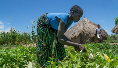 Mozambique woman farmer in field 