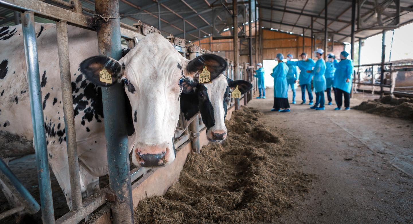 Dairy farm building with cows in Georgia