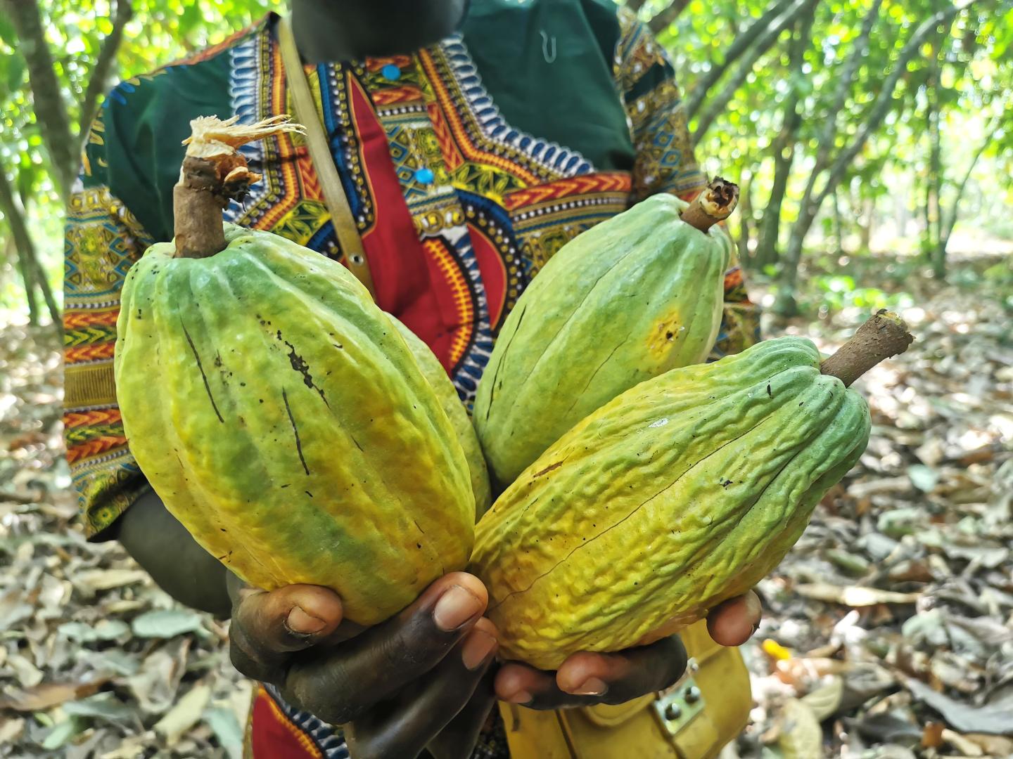 Better structured and more inclusive Liberian cocoa cooperative sector