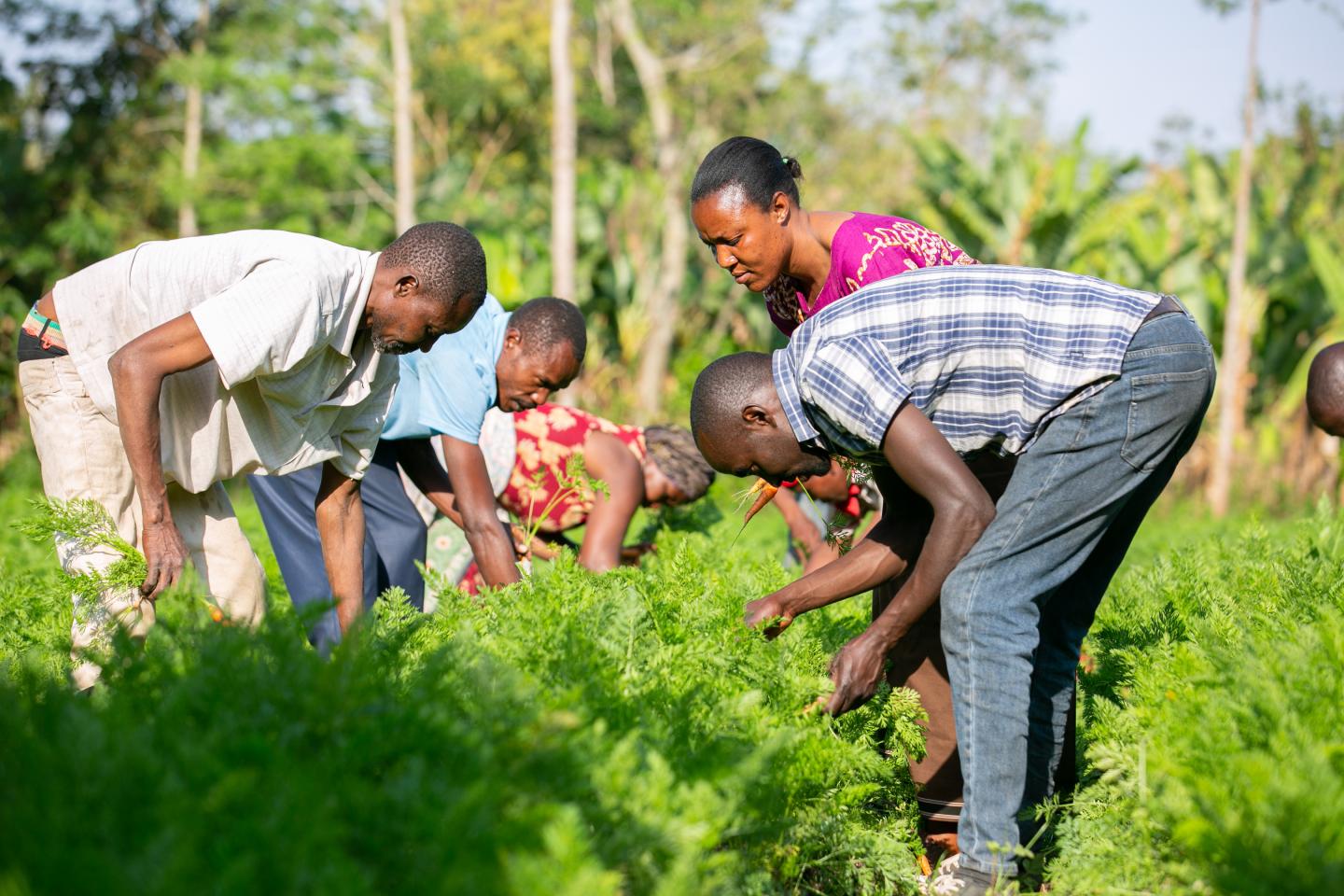 Farmers in the field, Tanzania.