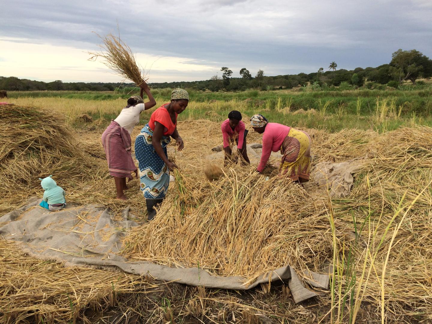 Women in field in Mozambique