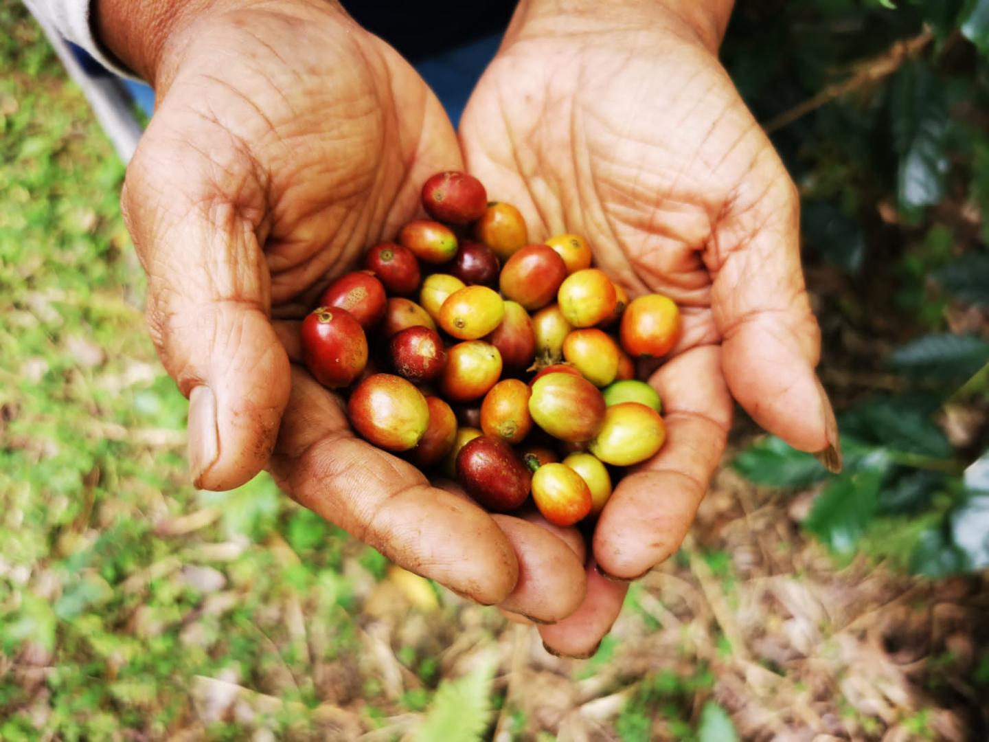 Raw coffee beans in hands