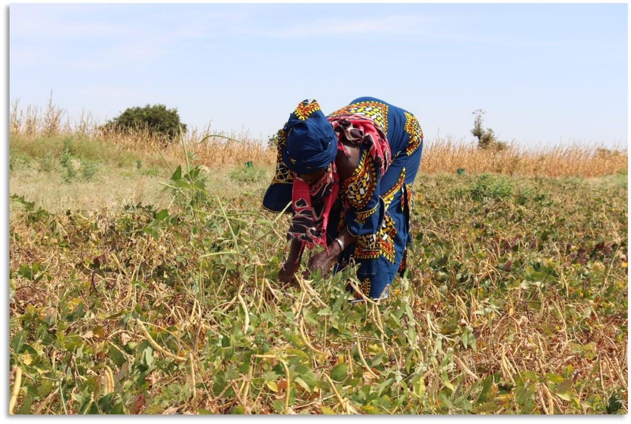 Woman harvesting