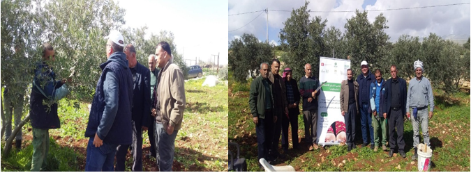 Enhancing the Green Gold of the Palestinian Economy – Palestine
