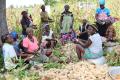 Smallholder women farmers dehusking maize cobs on a brown field day in Kotoya