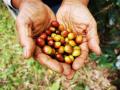 Raw coffee beans in hands