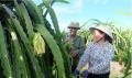 Vietnamese workers harvesting