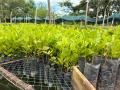 Cacao seedlings