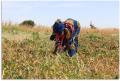 Woman harvesting