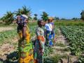 Women in a field in Benin