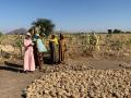 Women in a field in Chad